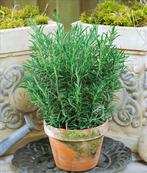 Rosmarinus officinalis 'Abraxas'
