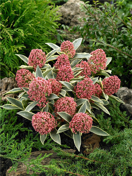 Skimmia japonica Magic Marlot ®