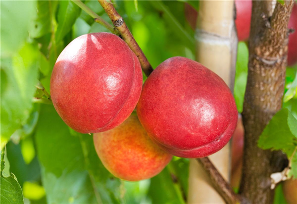 Prunus persica var. nucipersica Supercrimson ®