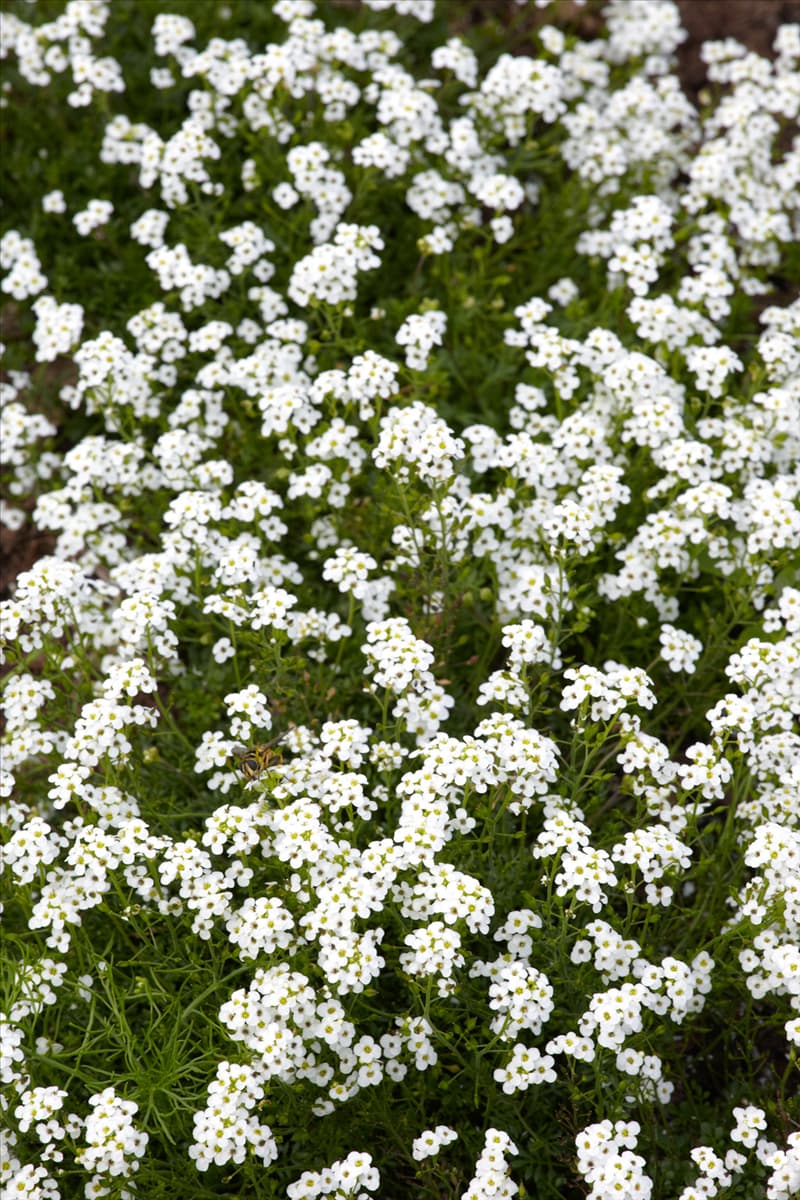 Pritzelago alpina