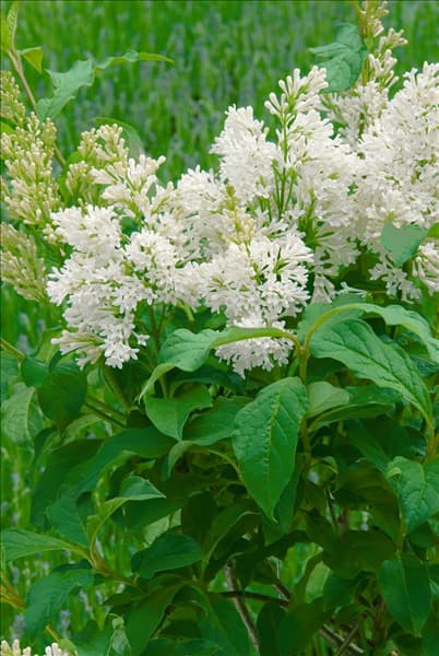 Syringa josiflexa Agnes Smith