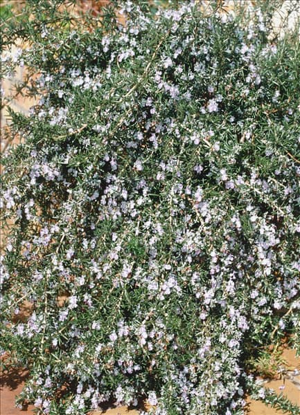 Rosmarinus officinalis Huntington Carpet