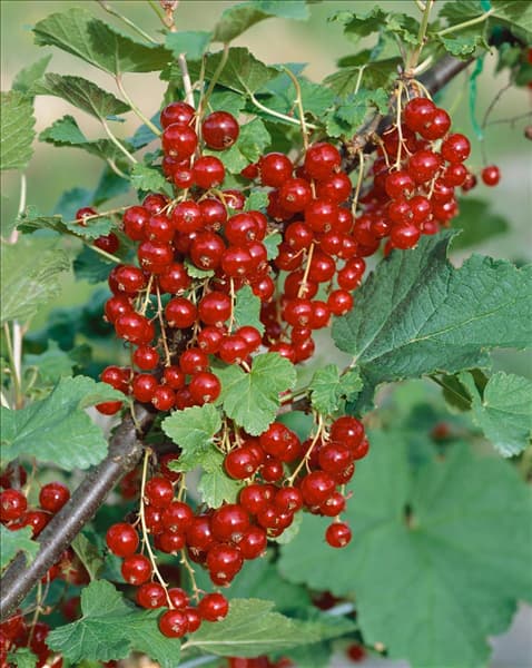 Ribes rubrum var. domesticum Jonkheer van Tets