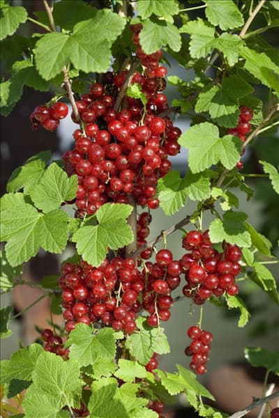 Ribes rubrum Jonkheer van Tets