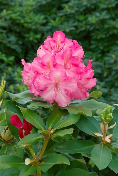 Rhododendron Anastasia (R)