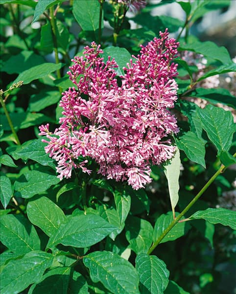 SYRINGA X PRESTONIAE MINUET