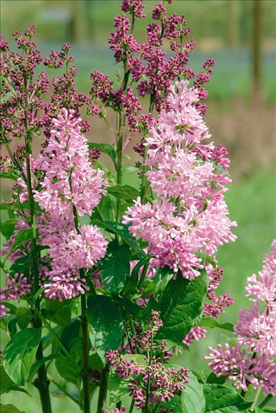 Syringa x prestoniae Minuet