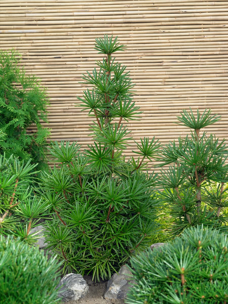 Sciadopitys verticillata Sternschnuppe