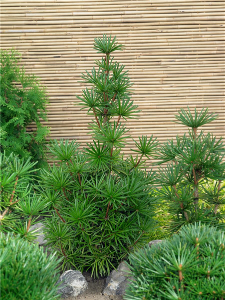 Sciadopitys verticillata 'Sternschnuppe'