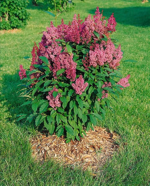 SYRINGA X PRESTONIAE MINUET