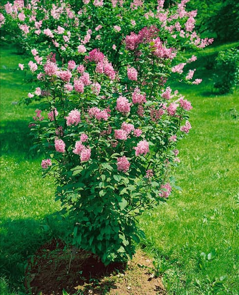 SYRINGA X PRESTONIAE MINUET