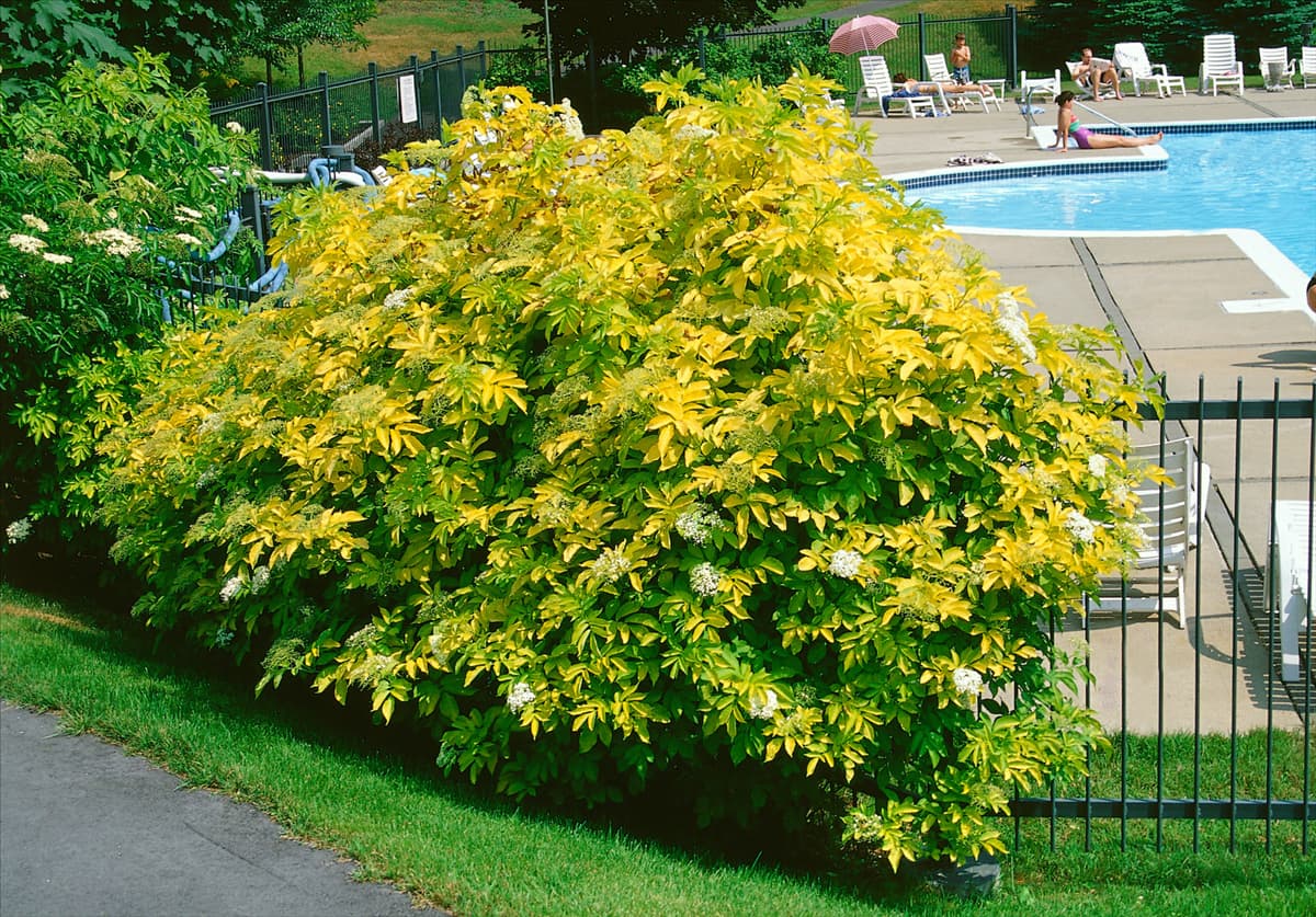SAMBUCUS CANADENSIS AUREA