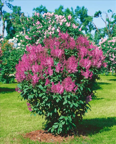 SYRINGA X PRESTONIAE MINUET