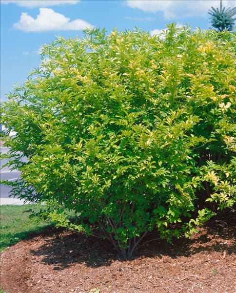 SAMBUCUS CANADENSIS AUREA