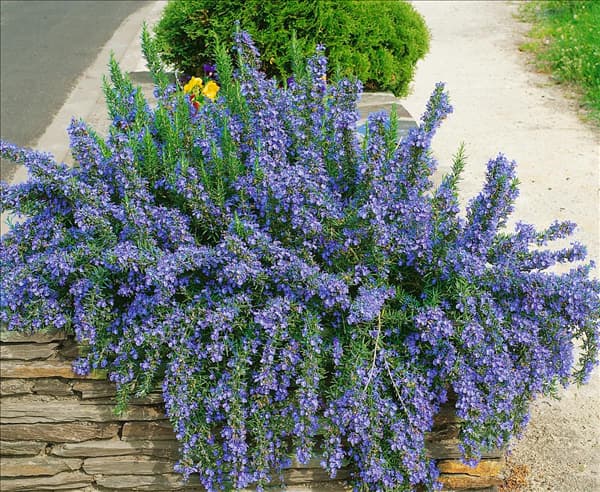 Rosmarinus officinalis 'Capri'