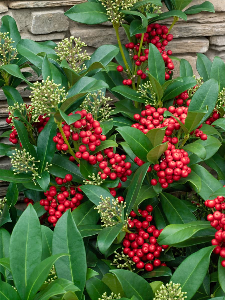 Skimmia japonica