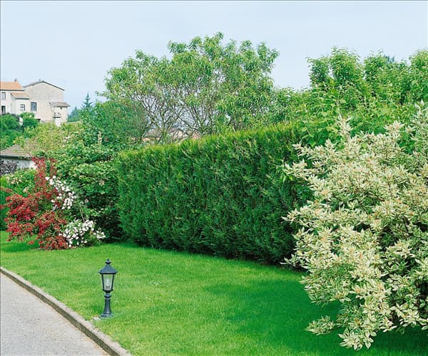 Thuja plicata Atrovirens