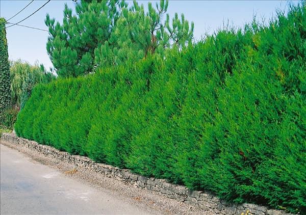 Thuja plicata Atrovirens