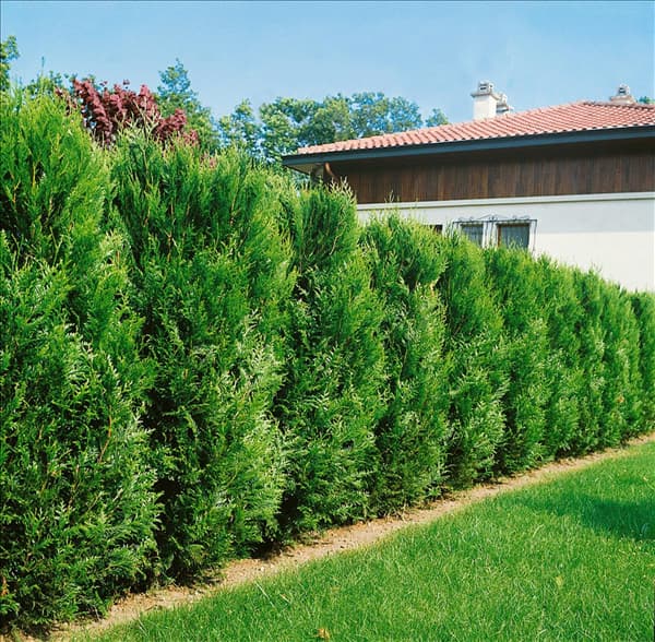 Thuja plicata Atrovirens