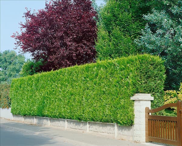 Thuja plicata Atrovirens