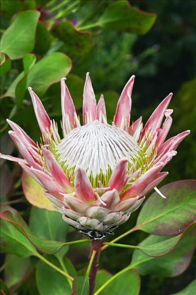 Protea cynaroides