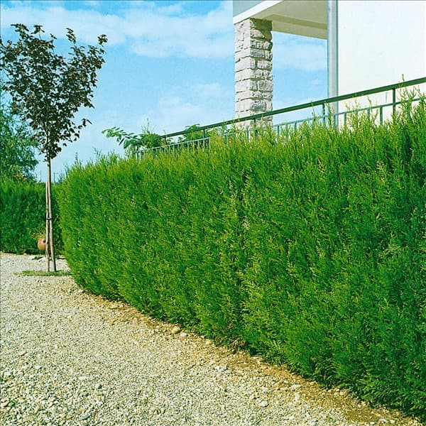 Thuja plicata Atrovirens