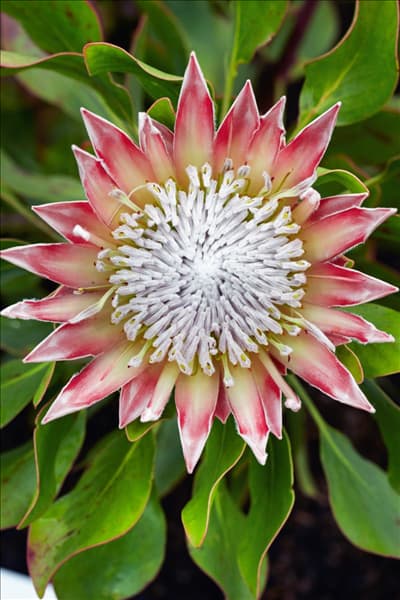 Protea cynaroides