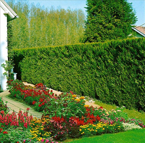 Thuja plicata Atrovirens