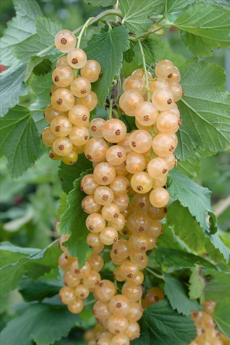 Ribes rubrum Werdavia
