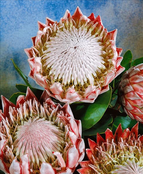 PROTEA CYNAROIDES
