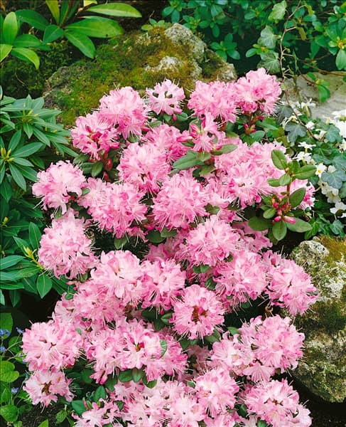 RHODODENDRON ANNA BALDSIEFEN (AZALEA)