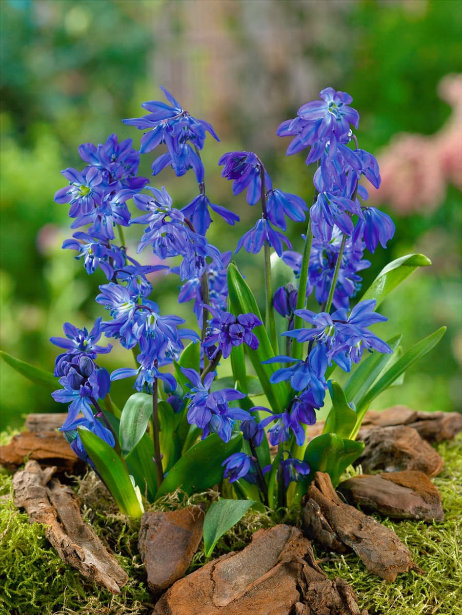 Scilla siberica