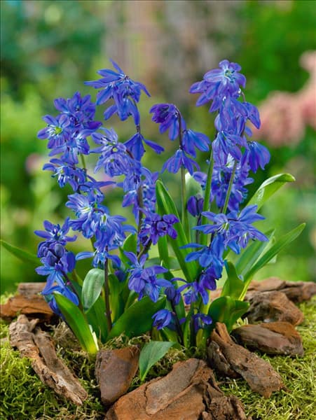 Scilla siberica