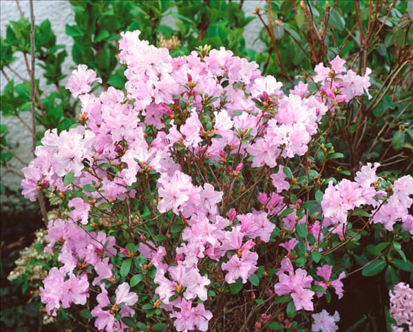 Rhododendron Anna Baldsiefen