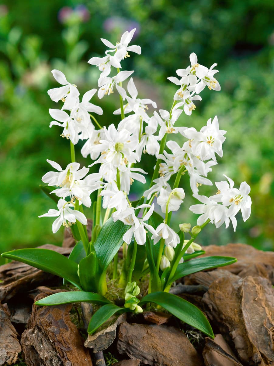 Scilla siberica Alba