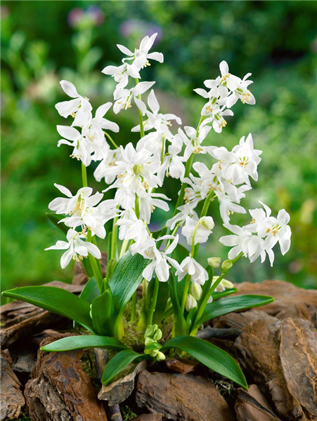 Scilla siberica Alba