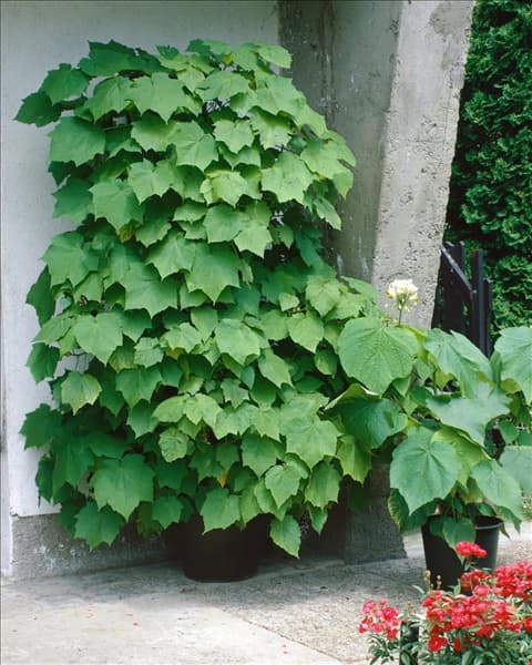 SPARMANNIA AFRICANA