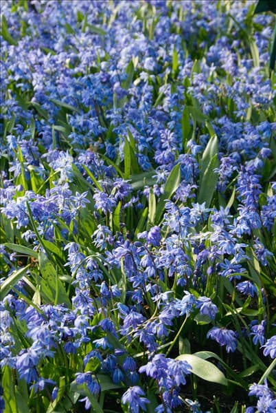 Scilla siberica