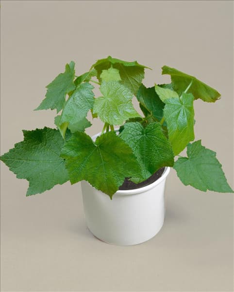 SPARMANNIA AFRICANA
