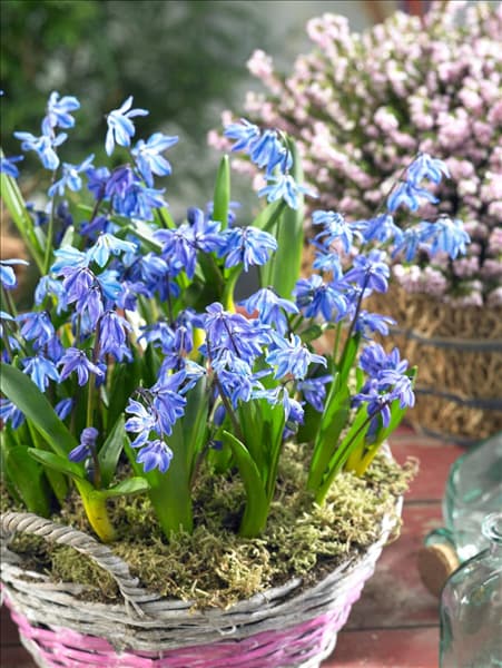 Scilla siberica 'Spring Beauty'