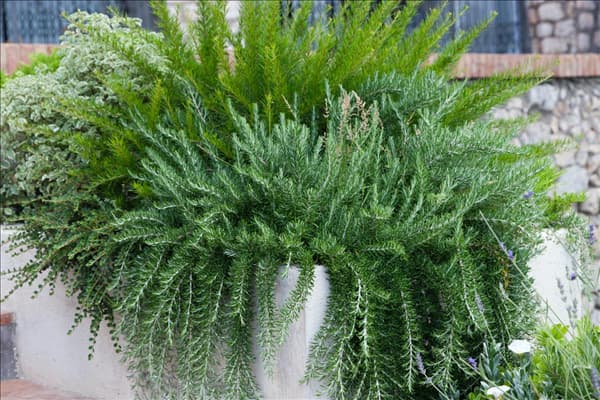 Rosmarinus officinalis Prostratus Grp.