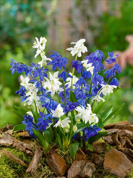 Scilla siberica mixed