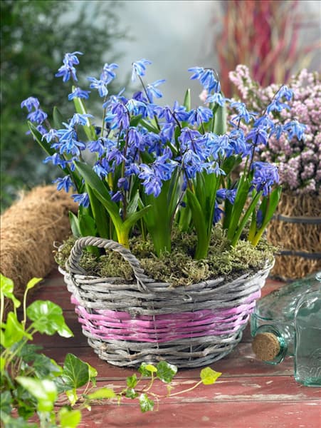 Scilla siberica Spring Beauty
