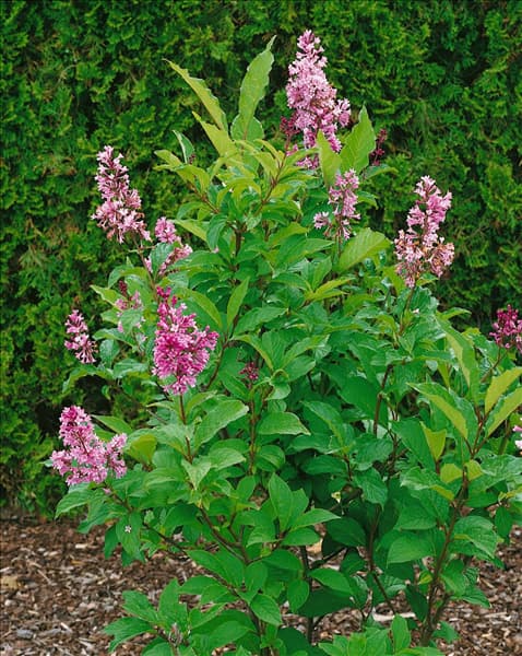 Syringa Royalty