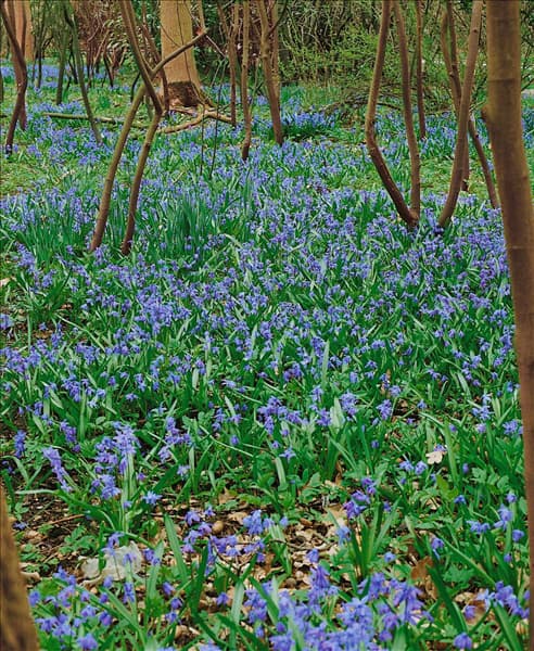 SCILLA SIBERICA