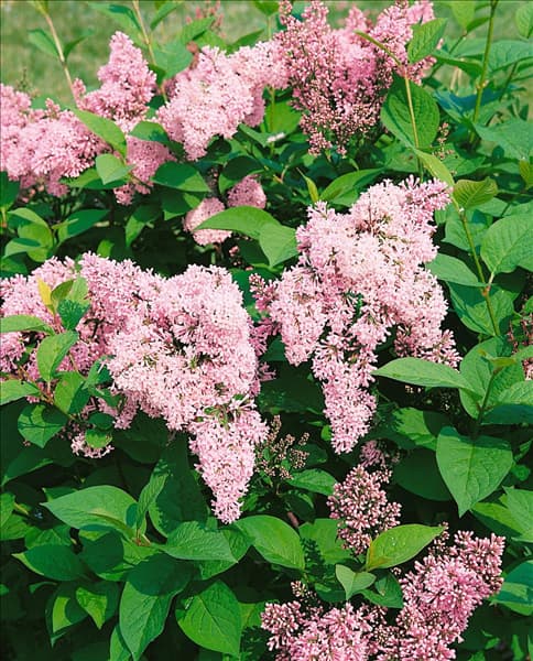 Syringa Royalty