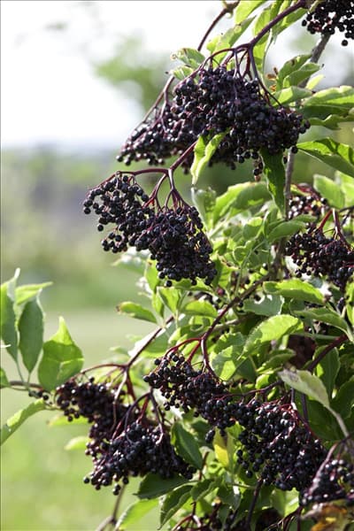 Sambucus nigra