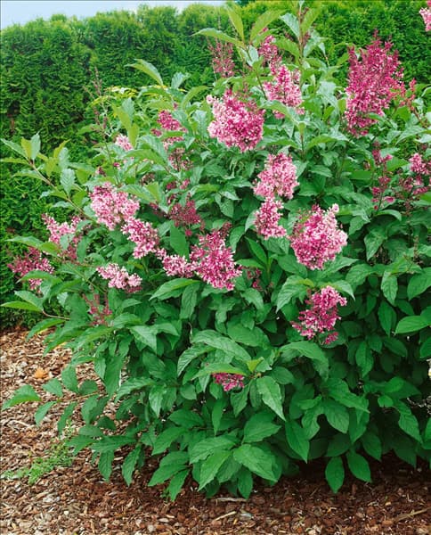 Syringa Royalty