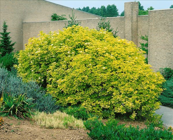 Sambucus nigra Aurea
