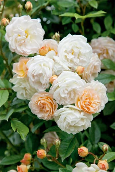 Rosa Gishlaine de Feligonde